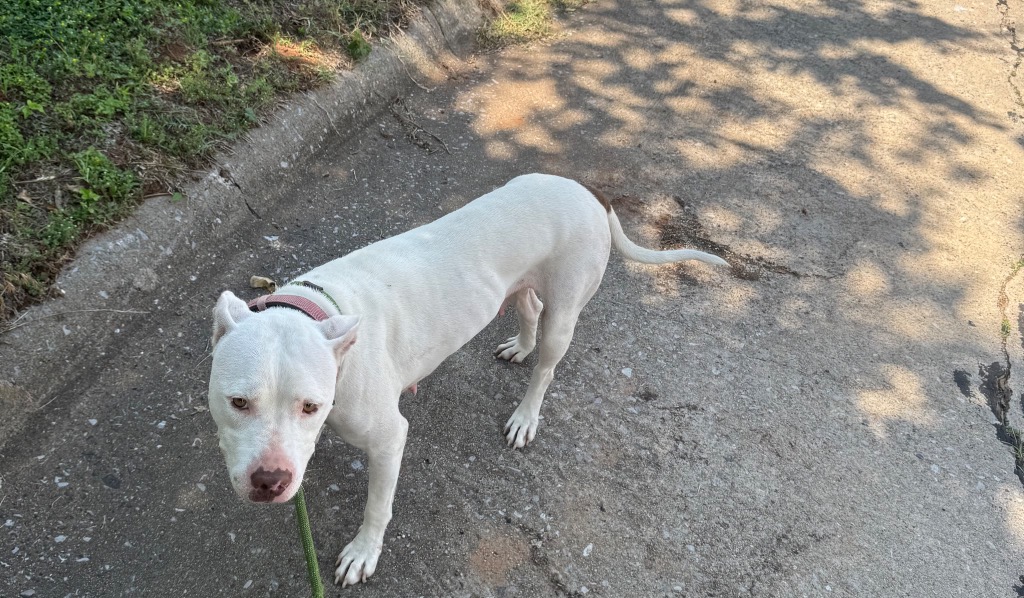 Shelter Stray Female Dog last seen Midwest City, Oklahoma City, OK 73110