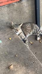 Lost Male Cat last seen Dollar General, Kaufman, TX 75142