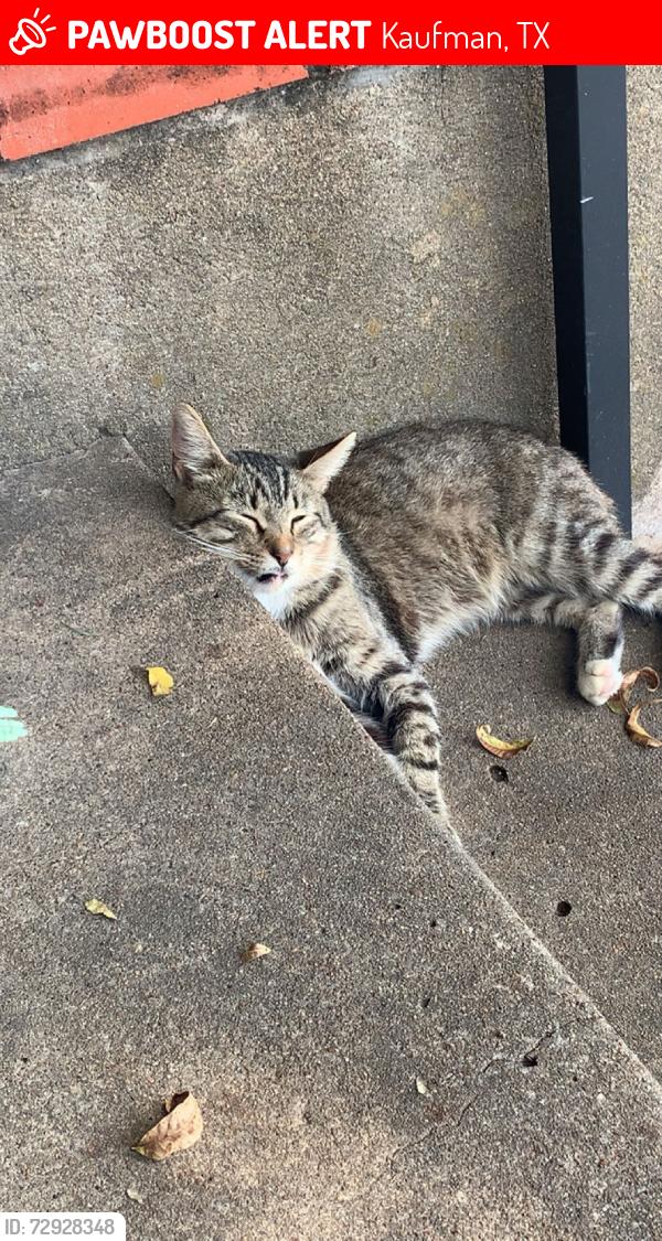 Lost Male Cat last seen Dollar General, Kaufman, TX 75142