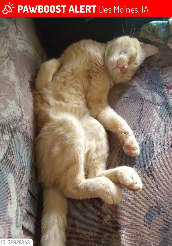 Lost Male Cat last seen Hickman road, Des Moines, IA 50324