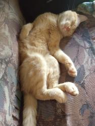 Lost Male Cat last seen Hickman road, Des Moines, IA 50324