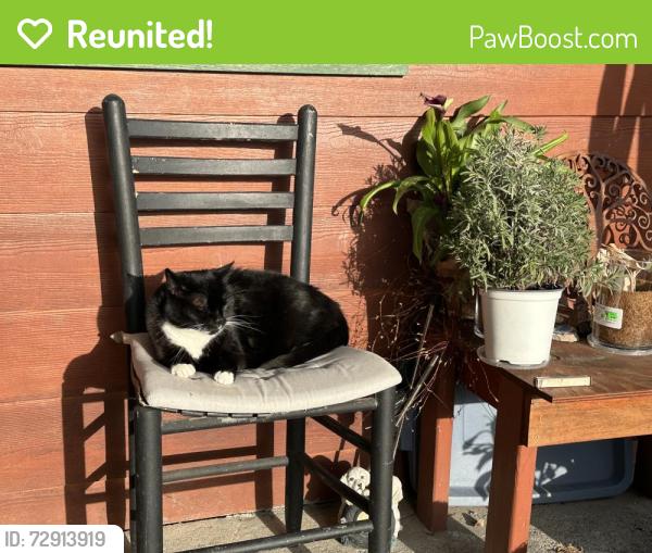 Reunited Female Cat last seen Pine Tree Lane, Fort Bragg, CA 95437