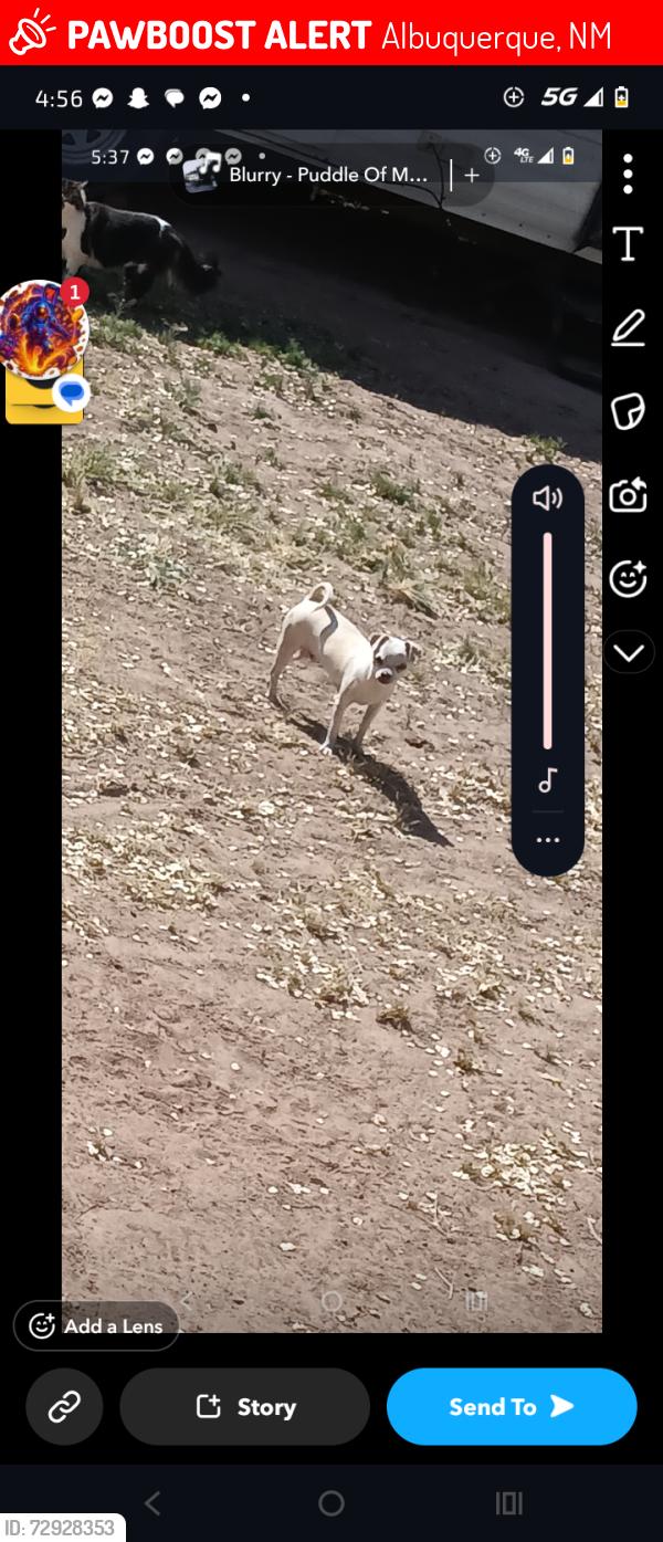 Lost Male Dog last seen Near menaul boulevard, Albuquerque, NM 87110