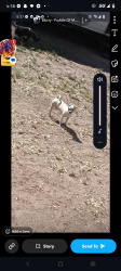 Lost Male Dog last seen Near menaul boulevard, Albuquerque, NM 87110