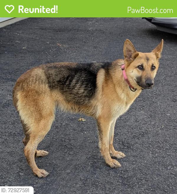 Reunited Female Dog last seen Harlansburg road, Hickory Township, PA 16105