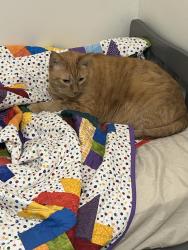 Lost Male Cat last seen Marshall & Dunlap / Marshall & Griggs / Bucky Olson Tennis Courts / Pizza Luce, Saint Paul, MN 55104