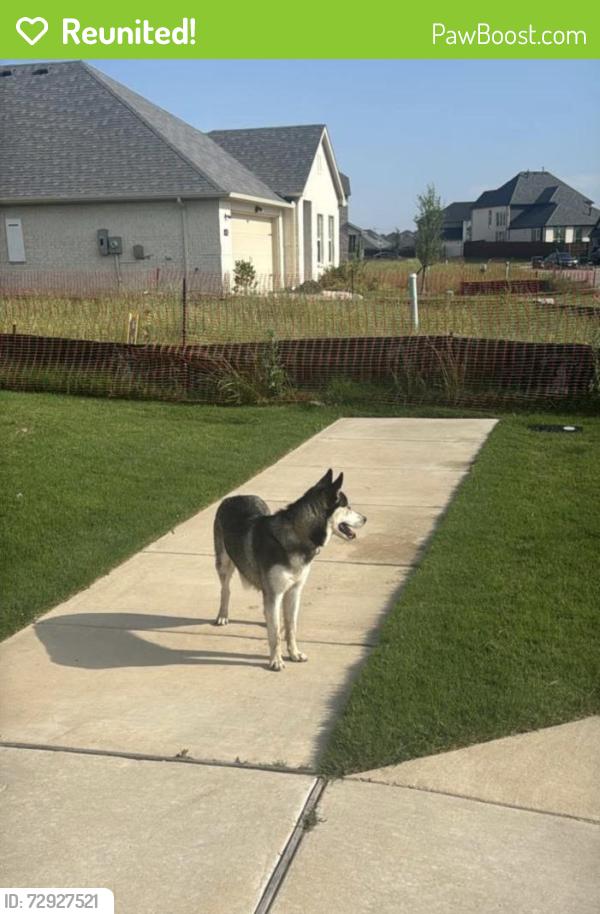 Reunited Female Dog last seen anacapri neighborhood , Anna, TX 75409