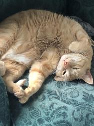 Reunited Male Cat last seen Central High School, Saint Paul, MN 55104