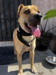 Found/Stray Male Dog last seen Atlantic and south , Long Beach, CA 90805