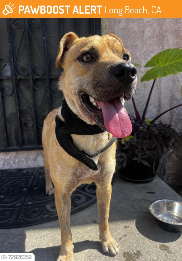 Found/Stray Male Dog last seen Atlantic and south , Long Beach, CA 90805