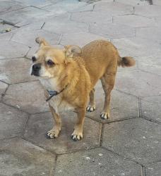 Reunited Male Dog last seen Flamingo and Jones, Las Vegas, NV 89103