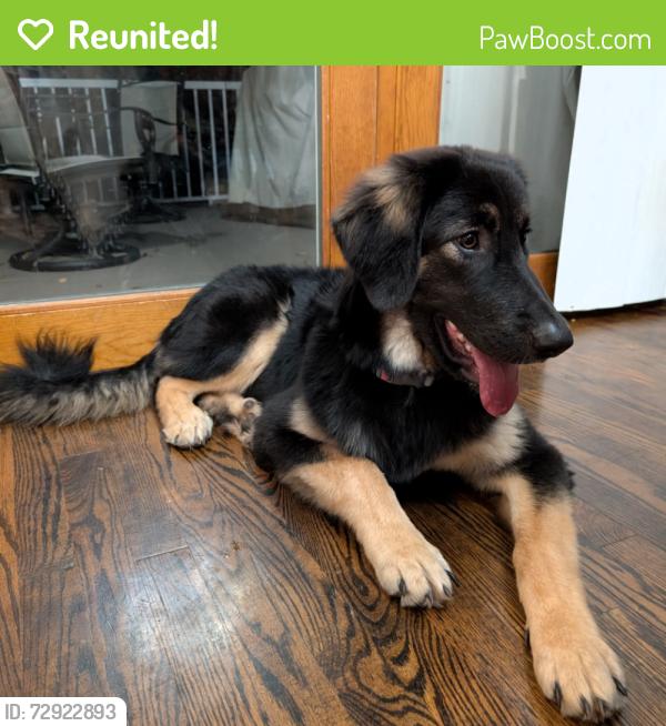 Reunited Female Dog last seen Old Swede rd, Douglassville, PA 19518