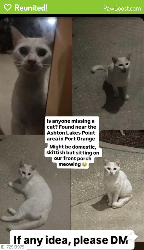 Reunited Unknown Cat last seen Near Ashton lakes point area port orange FL , Port Orange, FL 32128