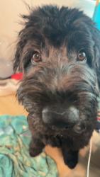 Lost Male Dog last seen 41st and Penn, Oklahoma City, OK 73118