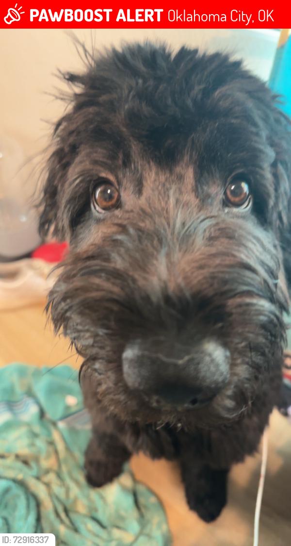 Lost Male Dog last seen 41st and Penn, Oklahoma City, OK 73118