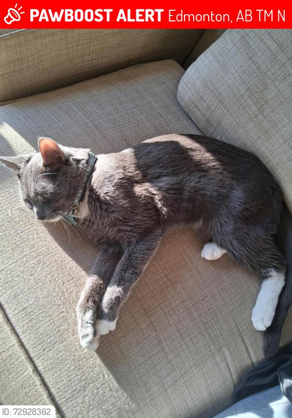 Lost Male Cat last seen Burger Barron on 117 ave and 125 st new, Edmonton, AB T5M 0N6