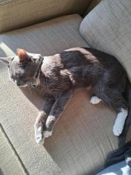 Lost Male Cat last seen Burger Barron on 117 ave and 125 st new, Edmonton, AB T5M 0N6