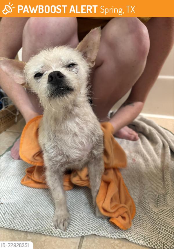 Found/Stray Male Dog last seen Found in apt. Complex, Spring, TX 77380