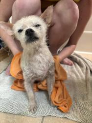 Found/Stray Male Dog last seen Found in apt. Complex, Spring, TX 77380