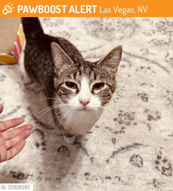 Found/Stray Female Cat last seen Grand Canyon and Grand Teton , Las Vegas, NV 89166
