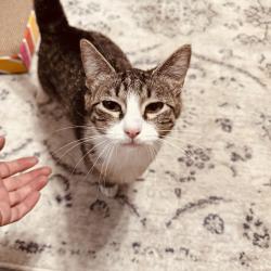 Found/Stray Female Cat last seen Grand Canyon and Grand Teton , Las Vegas, NV 89166
