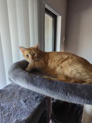 Reunited Male Cat last seen Ladera and Atrisco, Albuquerque, NM 87120