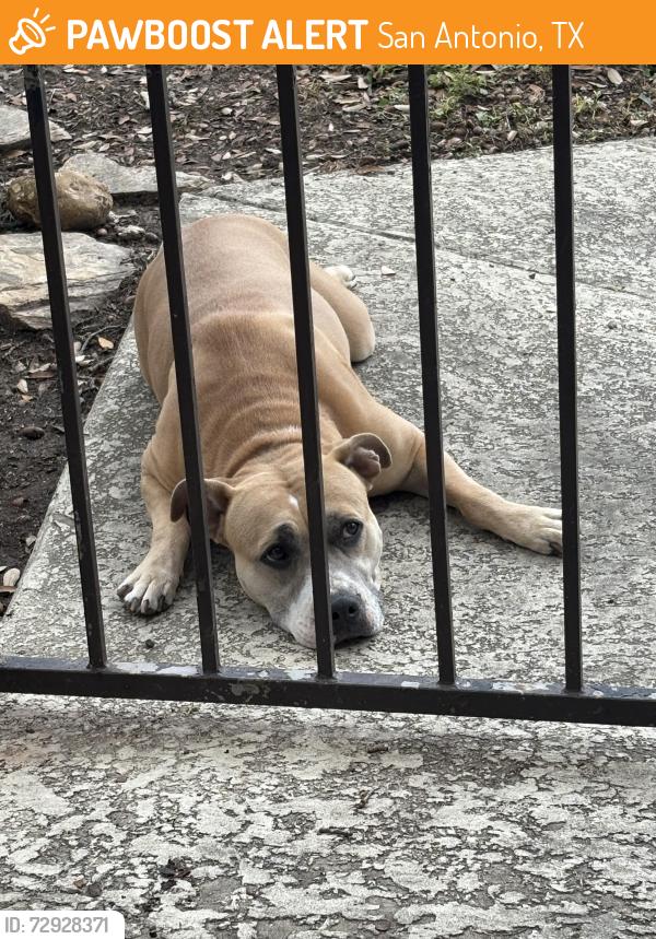 Found/Stray Female Dog last seen Larkspur, nw military, west ave, San Antonio, TX 78213