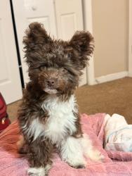Lost Female Dog last seen Near neighbors hses, La Vergne, TN 37086