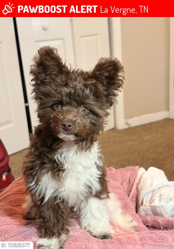 Lost Female Dog last seen Near neighbors hses, La Vergne, TN 37086