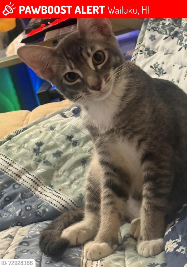 Lost Male Cat last seen H.P Baldwin HS, Wailuku, HI 96793