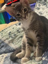 Lost Male Cat last seen H.P Baldwin HS, Wailuku, HI 96793