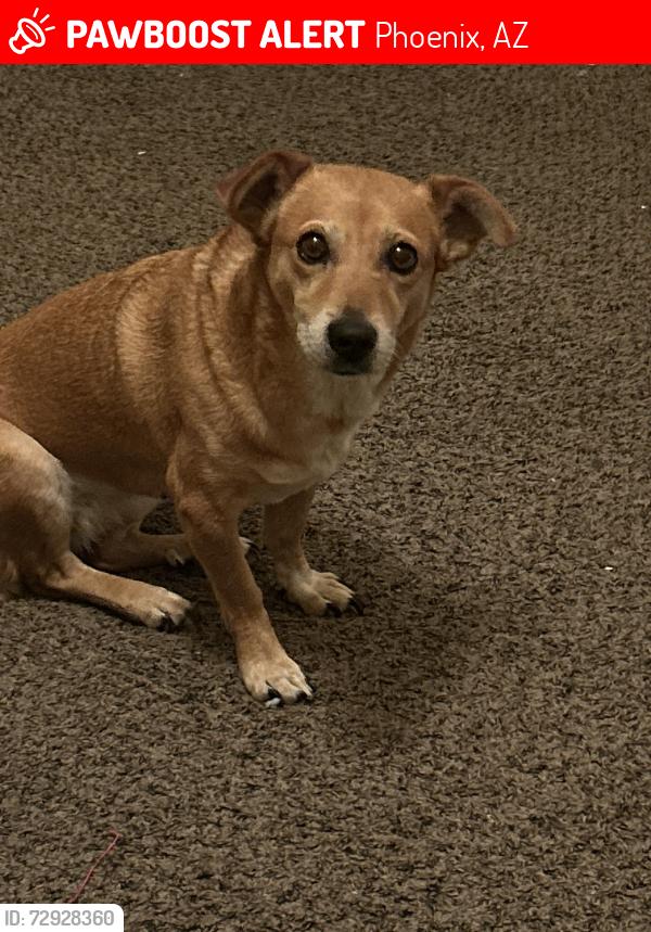 Lost Female Dog last seen W Southern Ave and S Cottonfields Lane/ S 55th Ave , Phoenix, AZ 85339