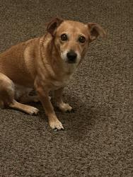 Lost Female Dog last seen W Southern Ave and S Cottonfields Lane/ S 55th Ave , Phoenix, AZ 85339