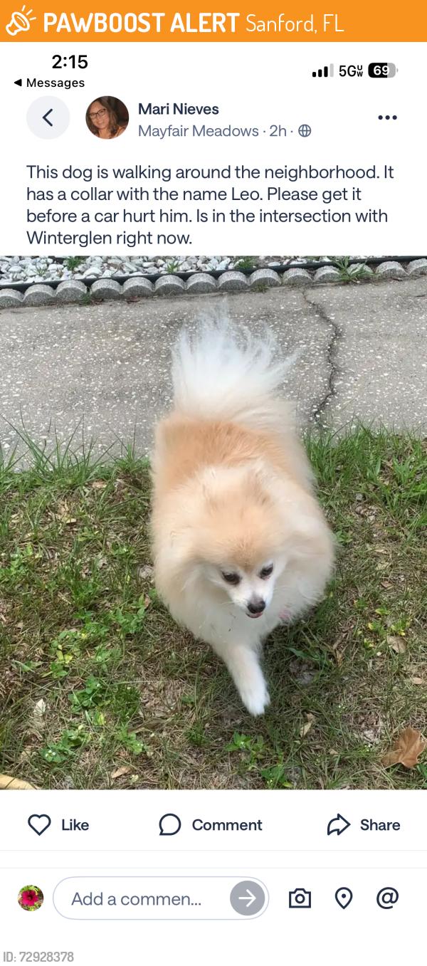 Found/Stray Male Dog last seen Winterglen dr sanford, Sanford, FL 32771