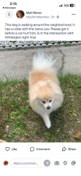 Found/Stray Male Dog last seen Winterglen dr sanford, Sanford, FL 32771