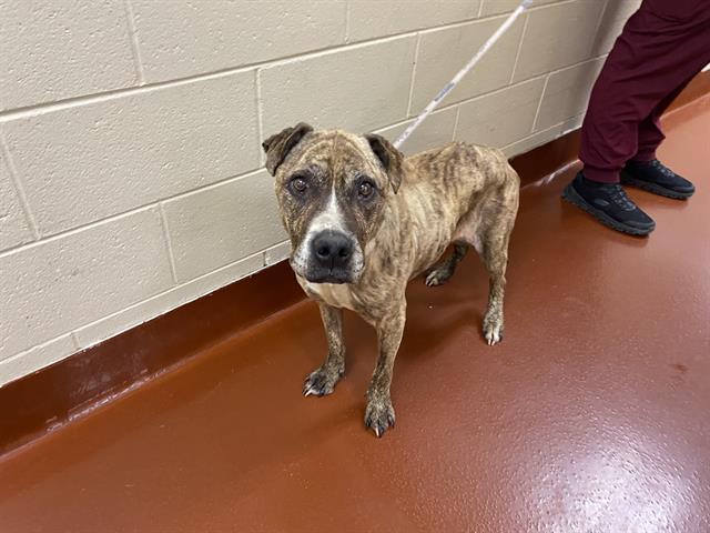 Shelter Stray Female Dog last seen Near BLOCK W SCOTT ST, Milwaukee, WI 53215
