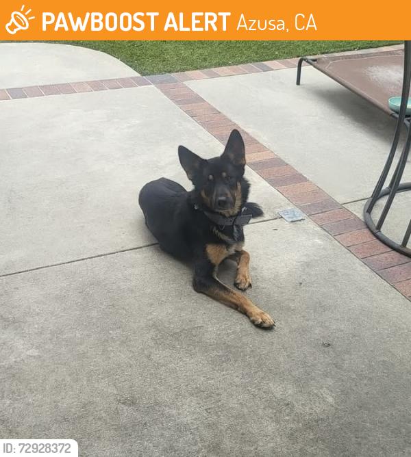 Found/Stray Male Dog last seen Brookside Way, Azusa, CA 91702