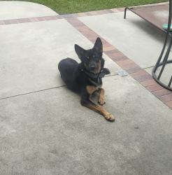 Found/Stray Male Dog last seen Brookside Way, Azusa, CA 91702