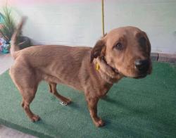 Shelter Stray Female Dog last seen , Irwindale, CA 91706