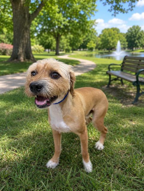 Shelter Stray Male Dog last seen Near BLOCK SE 4 ST, Doral, FL 33122