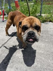 Shelter Stray Male Dog last seen Near BLOCK NW 80TH ST, Doral, FL 33122