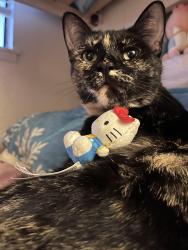 Lost Female Cat last seen Near Hidaway Ave behind Food4Less, Santa Clarita, CA 91351