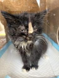 Shelter Stray Male Cat last seen Near BLOCK S MORRIS ST, Salt Lake City, UT 84120