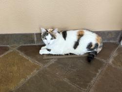 Lost Female Cat last seen Sunrise Meadows Loop in the Lakeridge area of Reno, Reno, NV 89519