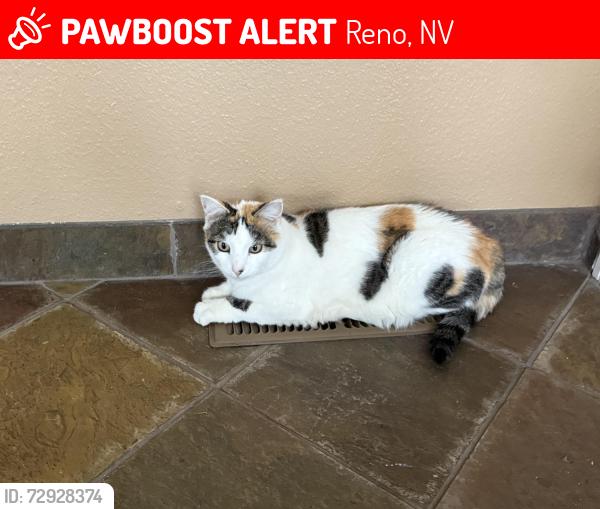 Lost Female Cat last seen Sunrise Meadows Loop in the Lakeridge area of Reno, Reno, NV 89519