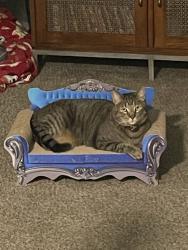 Lost Male Cat last seen 19th ave, apartments called: Fringe Foothills, Phoenix, AZ 85029