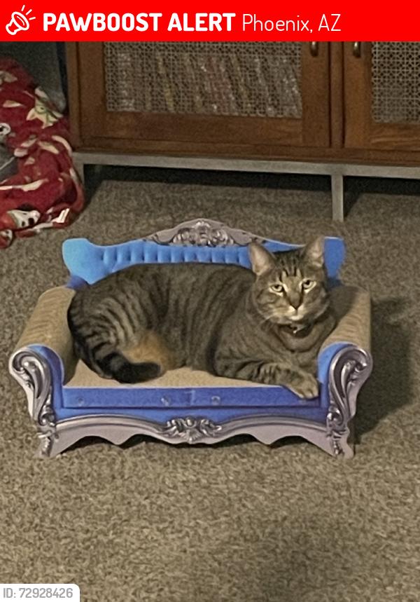 Lost Male Cat last seen 19th ave, apartments called: Fringe Foothills, Phoenix, AZ 85029