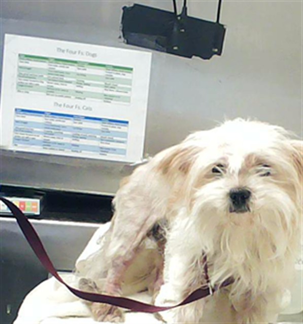 Shelter Stray Female Dog last seen LAMON/NORTH, Fayetteville, NC 28306