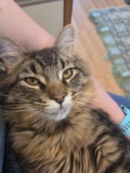 Reunited Male Cat last seen The Strand park, Minnetonka, MN 55345