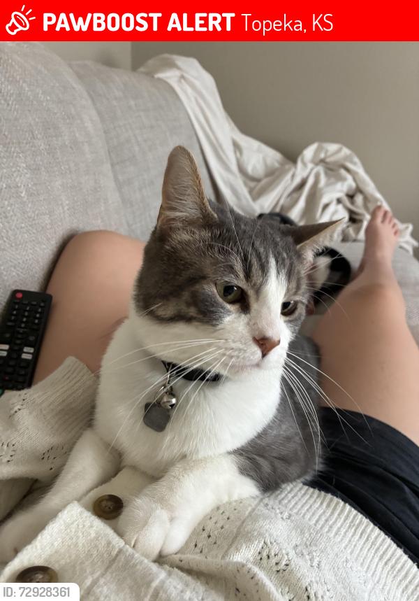 Lost Male Cat last seen Horseshoe Bend subdivision., Topeka, KS 66609